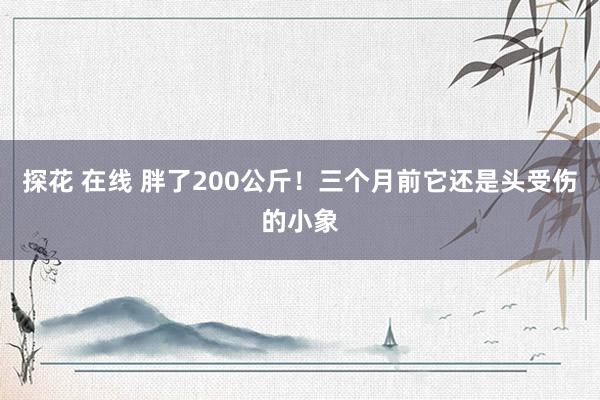 探花 在线 胖了200公斤！三个月前它还是头受伤的小象